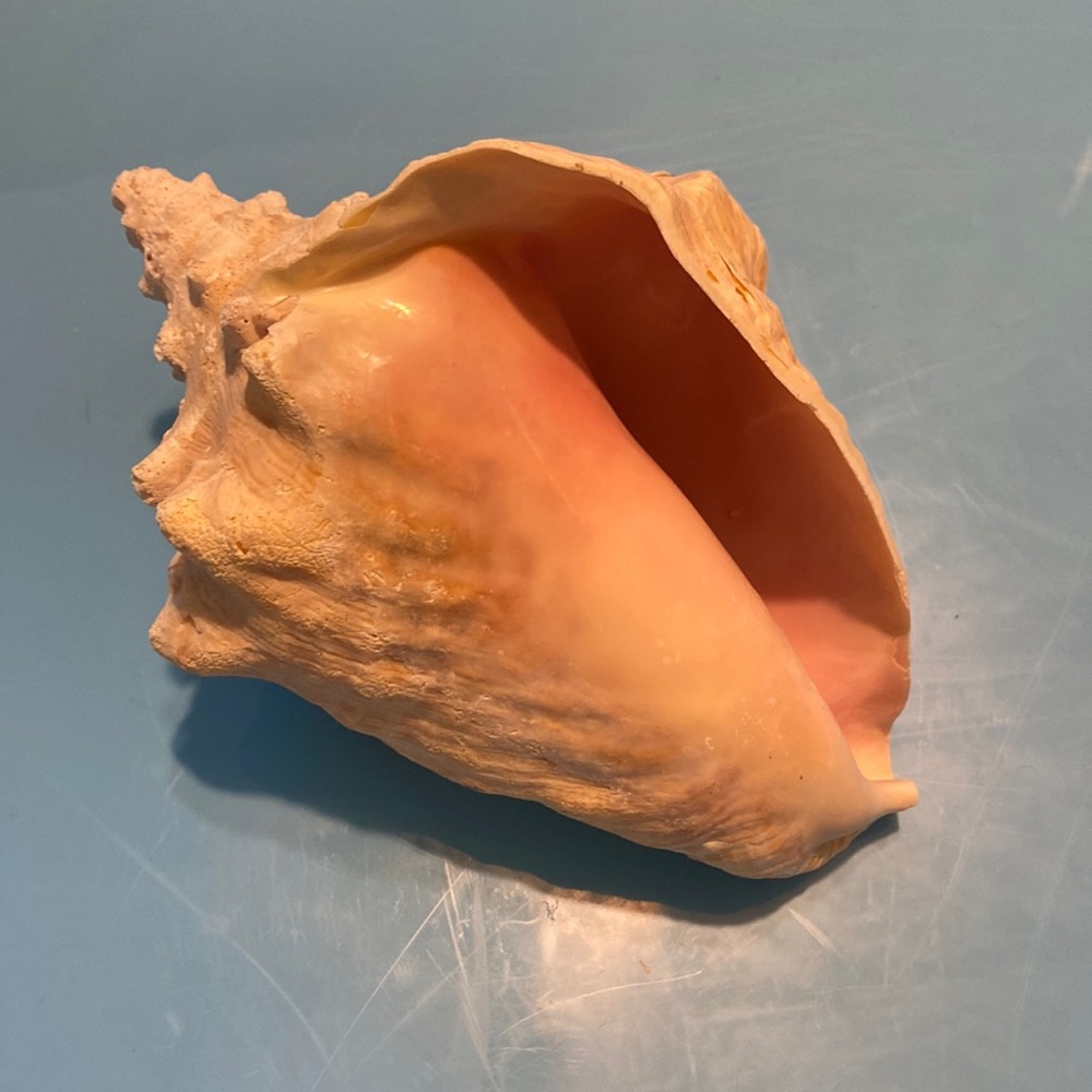 Queen conch shell - Picture 1 of 5